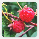 Search for raspberries stickers Botanical
