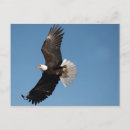 Search for wingspan postcards Raptor