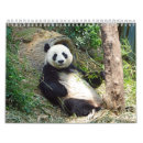 Search for panda calendars Wildlife
