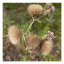 Search for thistle art Wildflower