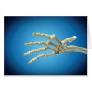 Search for phalanges Biomedical illustrations