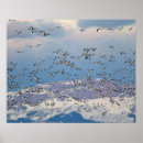Search for bird migration posters Caerulescens