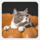 Search for small mammal stickers Nature