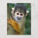 Search for squirrels postcards Curious