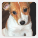 Search for jack russell terrier dog stickers Canine