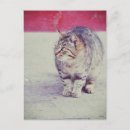 Search for curled postcards Animal