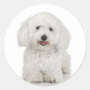 Search for bichon stickers Pooch