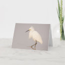 Search for egrets cards Wildlife