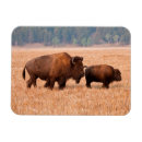 Search for bison kitchen dining Grassland