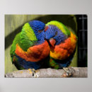 Search for lorikeets posters Parrot