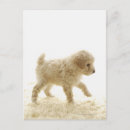 Search for experiments postcards Animal