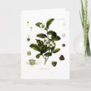 Search for vintage botanical print cards Camellia