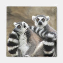 Search for ring tailed magnets Monkey