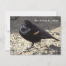 Search for birders postcards Wildlife