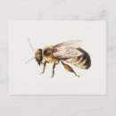 Search for bee drawing postcards Illustration