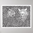 Search for black white leopard print posters Leopards