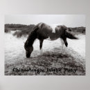 Search for island pony posters Nature