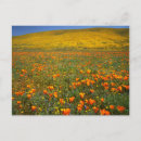 Search for preserve cards Floral