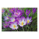 Search for springtime posters Purple