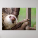 Search for sloth art Wildlife