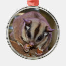 Search for sugar glider christmas tree decorations Gliders