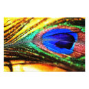Search for peacock feather painting posters Yellow