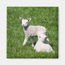 Search for lamb magnets Baby