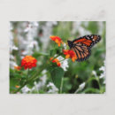 Search for lantana postcards Butterfly