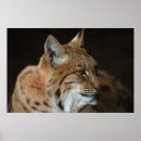 Search for lynx posters Feline