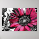 Search for color splash posters Flower