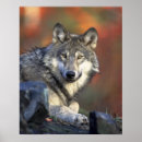 Search for grey wolves posters Animals