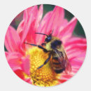 Search for bee on daisy stickers Insect