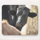Search for holstein mousepads Bull