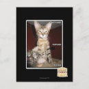 Search for moron postcards I can has cheezburger