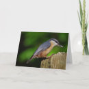 Search for nuthatch cards Wildlife