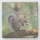 Search for lunch coasters Cute