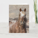 Search for the gallop cards Wild