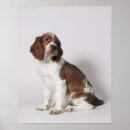 Search for springer spaniel dog posters Canine