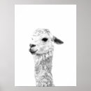 Search for black llama posters Photography