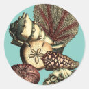 Search for algae stickers Starfish