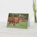 Search for foal cards Chestnut