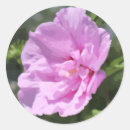 Search for azaleas stickers Garden
