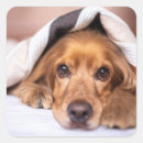 Search for spaniel stickers Purebred