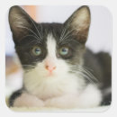 Search for sweet cat stickers Cute animals