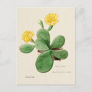 Search for prickly postcards Cactus