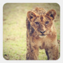 Search for savanna stickers Wild animal