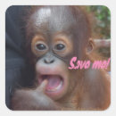 Search for save the orangutan stickers Wildlife