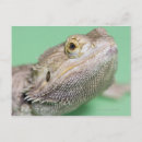 Search for two shells postcards Cold blooded