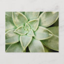 Search for succulent postcards Flower