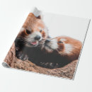 Search for koala bear wrapping paper Nature